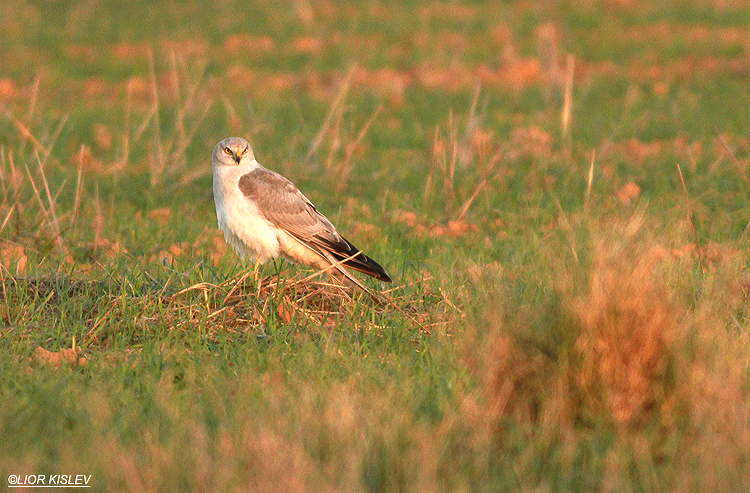 Palid Harrier Circus macrourus  Urim northen Negev , 26-12-12  Lior Kislev